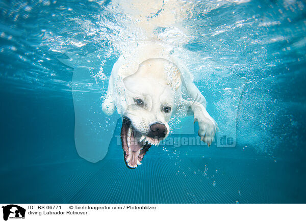 diving Labrador Retriever / BS-06771