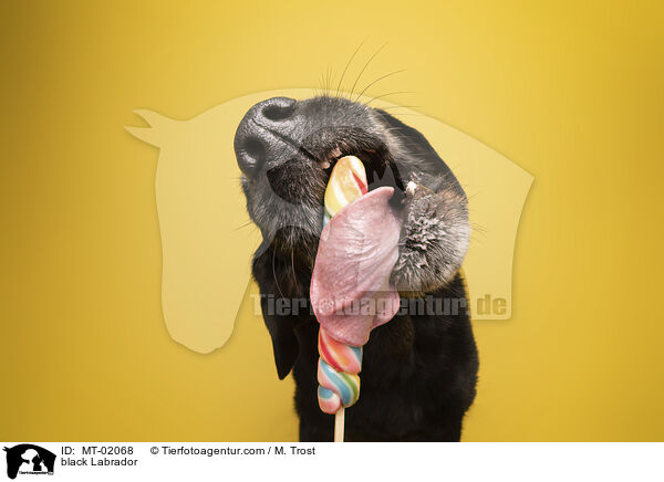 schwarzer Labrador / black Labrador / MT-02068