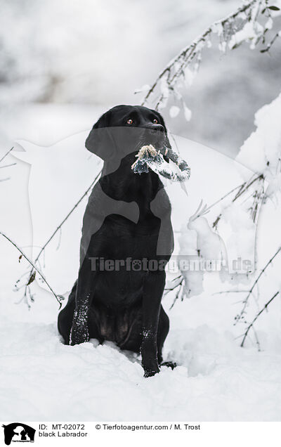 schwarzer Labrador / black Labrador / MT-02072