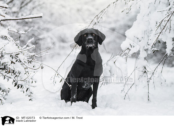 schwarzer Labrador / black Labrador / MT-02073