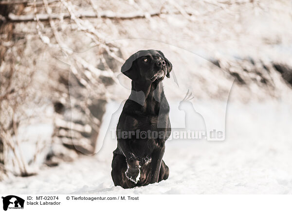 schwarzer Labrador / black Labrador / MT-02074