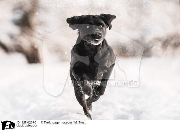 schwarzer Labrador / black Labrador / MT-02076