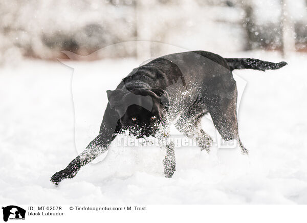 schwarzer Labrador / black Labrador / MT-02078