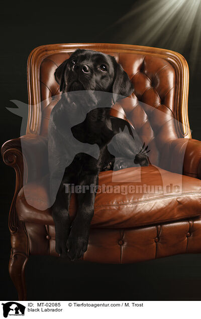 schwarzer Labrador / black Labrador / MT-02085