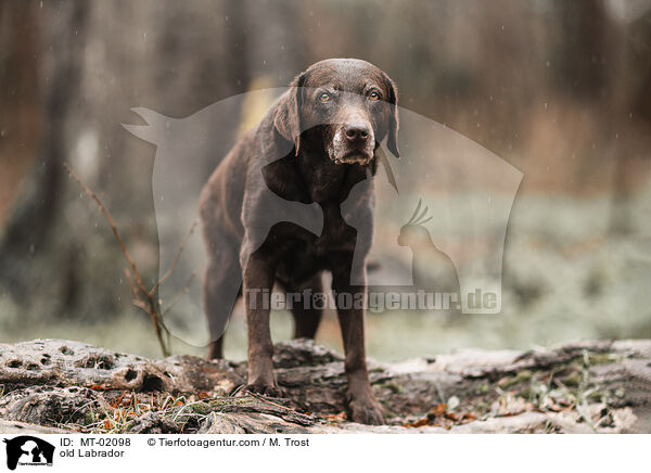 alter Labrador / old Labrador / MT-02098