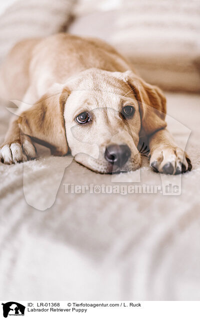 Labrador Retriever Puppy / LR-01368