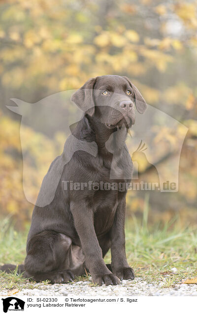 young Labrador Retriever / SI-02330