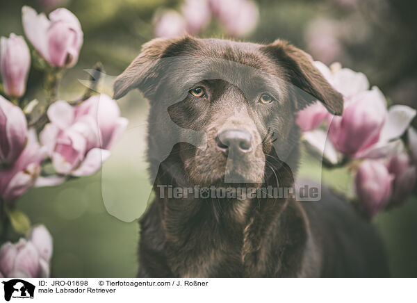 male Labrador Retriever / JRO-01698