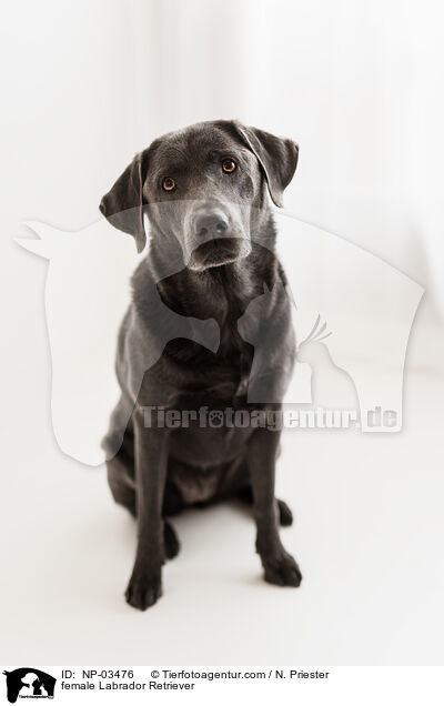 female Labrador Retriever / NP-03476