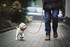 human with Labrador Retriever Puppy