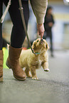 walking Labrador Retriever Puppy