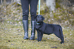 human with Labrador Retriever
