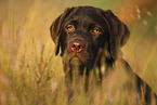 Labrador Retriever Puppy portrait
