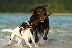 Labrador Retriever and Parson Russell Terrier