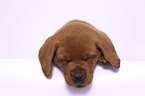 sleeping Labrador Retriever Puppy