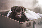 Labrador Retriever Puppy in the suitcase