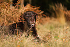 brown Labrador Retriever Senior