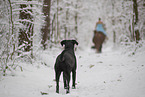 Labrador in snow