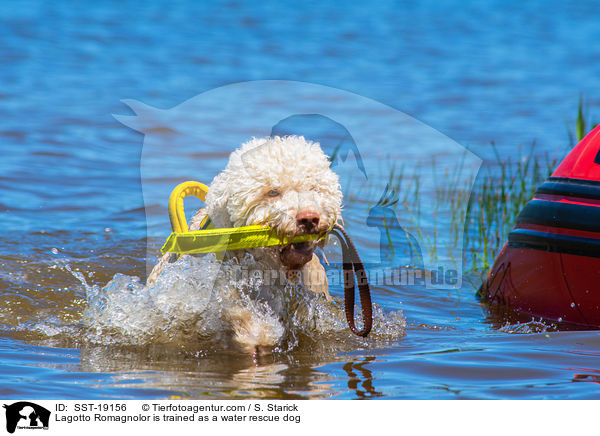 Lagotto Romagnolor is trained as a water rescue dog / SST-19156