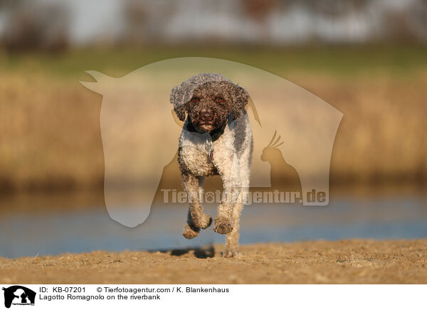 Lagotto Romagnolo on the riverbank / KB-07201