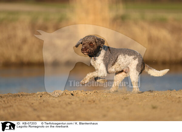 Lagotto Romagnolo on the riverbank / KB-07203