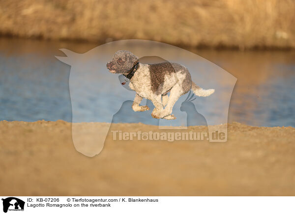 Lagotto Romagnolo on the riverbank / KB-07206