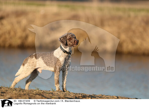 Lagotto Romagnolo on the riverbank / KB-07209