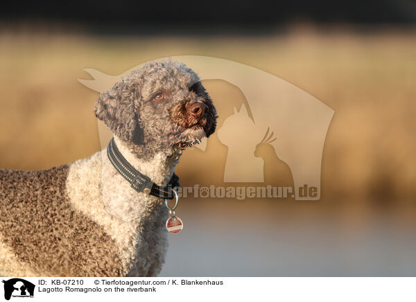 Lagotto Romagnolo on the riverbank / KB-07210