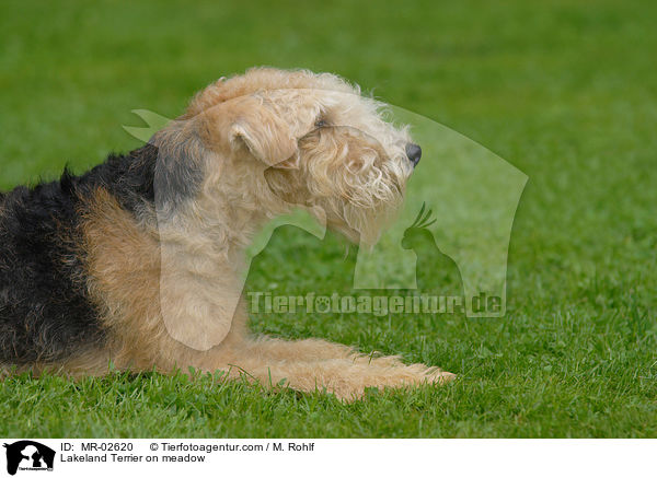 Lakeland Terrier on meadow / MR-02620