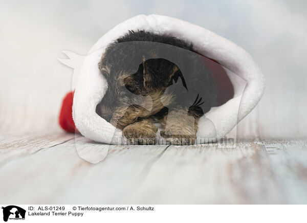 Lakeland Terrier Puppy / ALS-01249