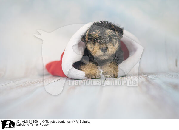 Lakeland Terrier Puppy / ALS-01250