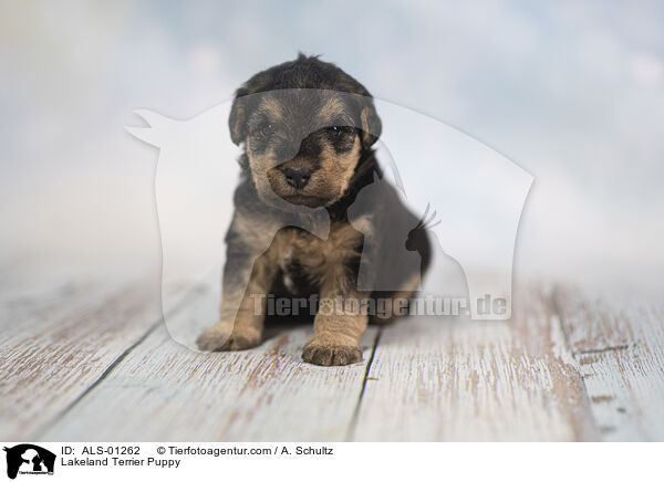 Lakeland Terrier Puppy / ALS-01262