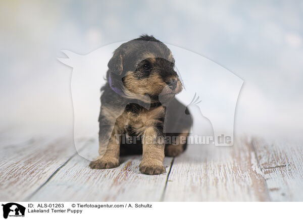 Lakeland Terrier Puppy / ALS-01263