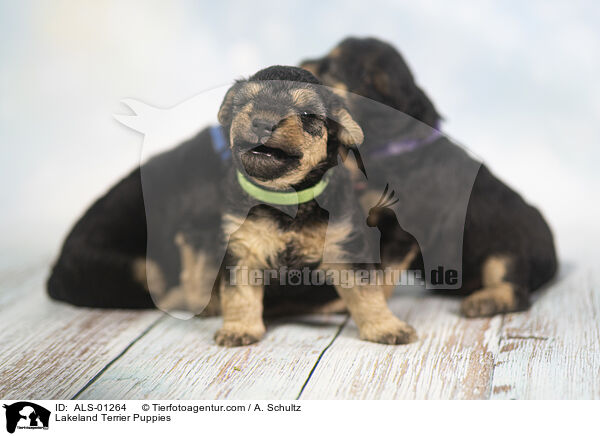 Lakeland Terrier Puppies / ALS-01264