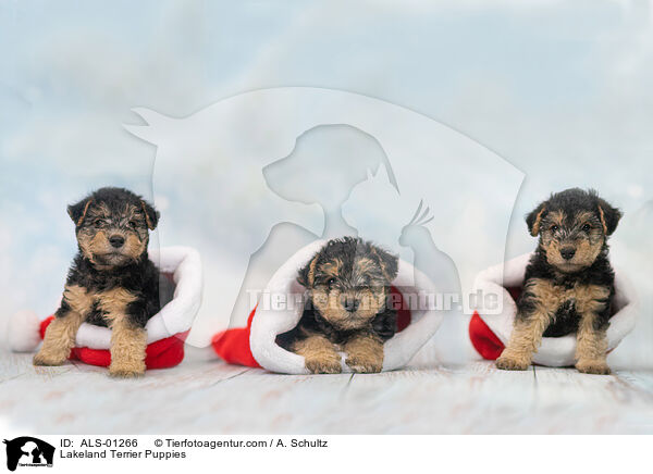 Lakeland Terrier Puppies / ALS-01266