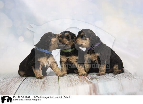 Lakeland Terrier Puppies / ALS-01267