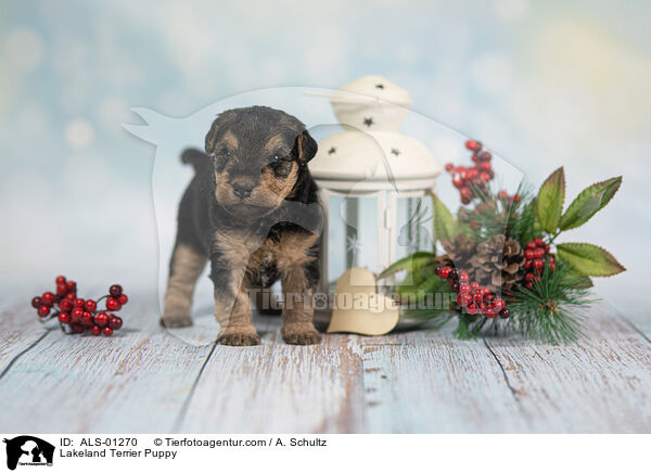 Lakeland Terrier Puppy / ALS-01270