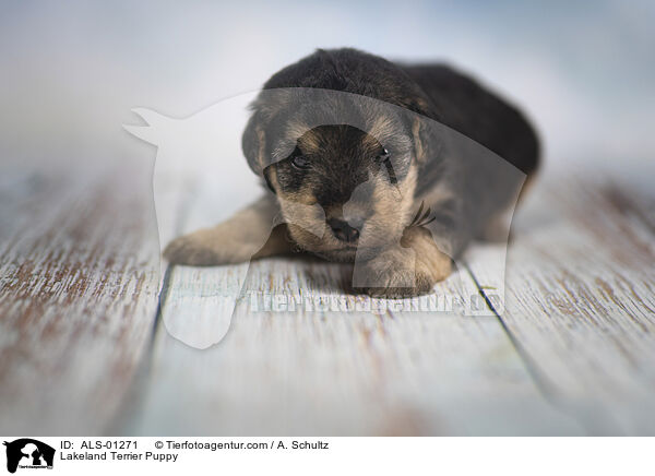 Lakeland Terrier Puppy / ALS-01271