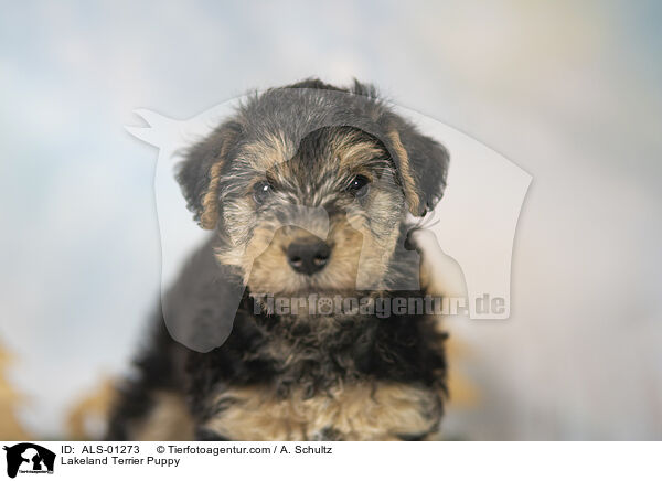 Lakeland Terrier Puppy / ALS-01273