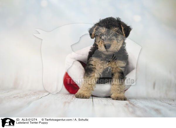 Lakeland Terrier Puppy / ALS-01274