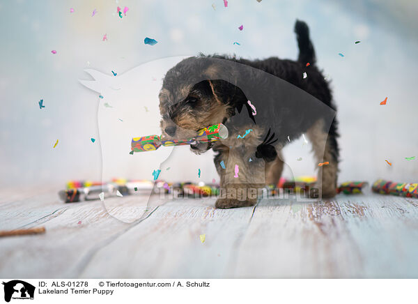 Lakeland Terrier Puppy / ALS-01278