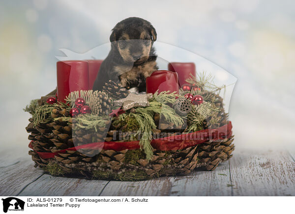 Lakeland Terrier Puppy / ALS-01279