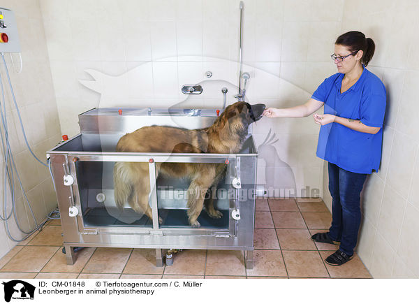 Leonberger in animal physiotherapy / CM-01848