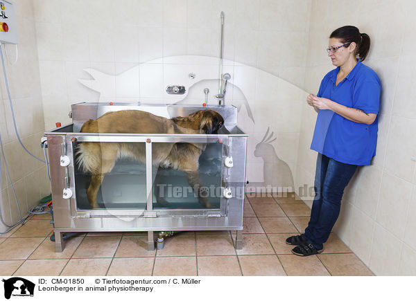 Leonberger in animal physiotherapy / CM-01850