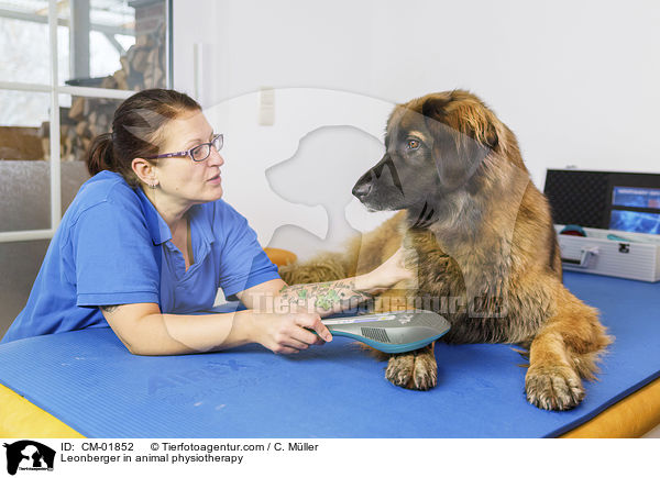 Leonberger bei der Tierphysiotherapie / Leonberger in animal physiotherapy / CM-01852
