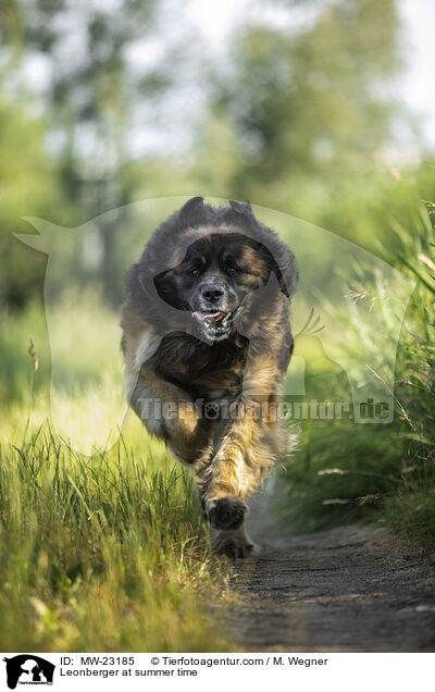 Leonberger at summer time / MW-23185