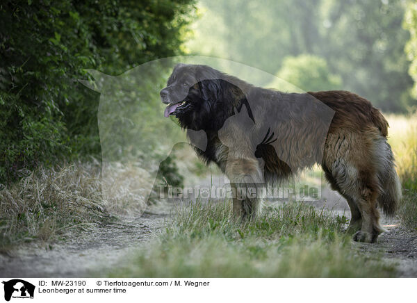 Leonberger at summer time / MW-23190