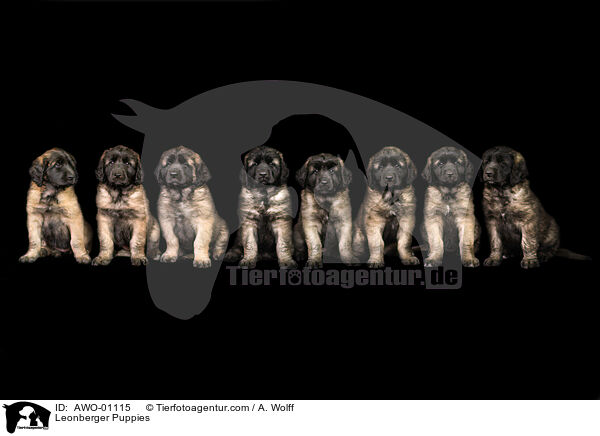 Leonberger Puppies / AWO-01115