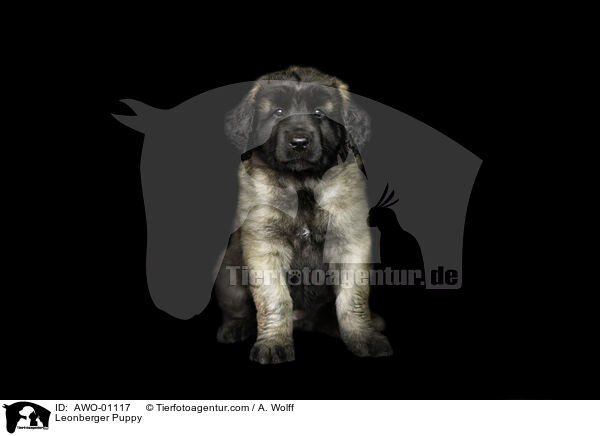 Leonberger Puppy / AWO-01117