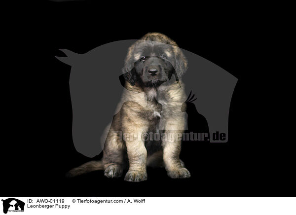 Leonberger Puppy / AWO-01119